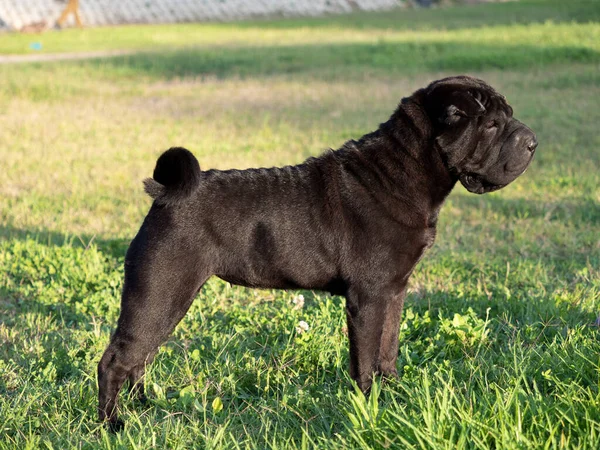 Portret Shar Pei Volwassen Zwarte Rasechte Hond Het Gras — Stockfoto