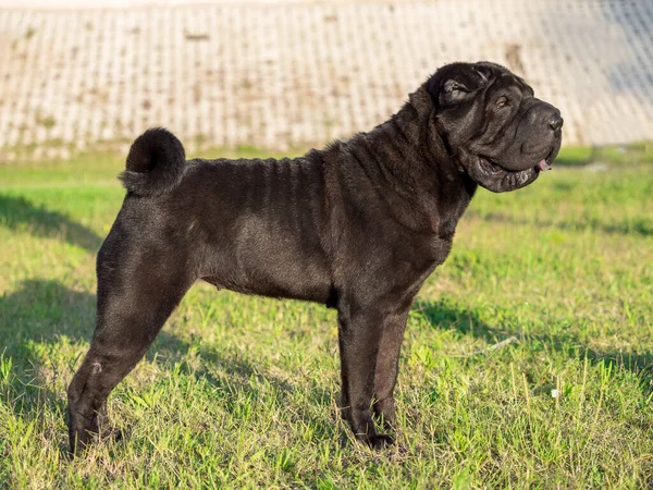 Portret Shar Pei Volwassen Zwarte Rasechte Hond Het Gras — Stockfoto