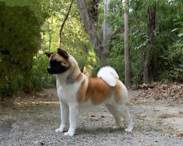 American Akita Purebred Dog Female White Brown — стокове фото