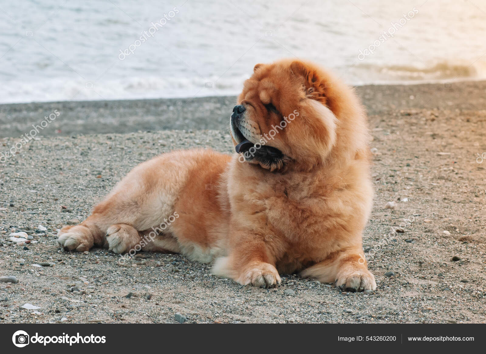 Chow Chow Purebred Dog Brown Color Male Lying Thew Sand — Stock