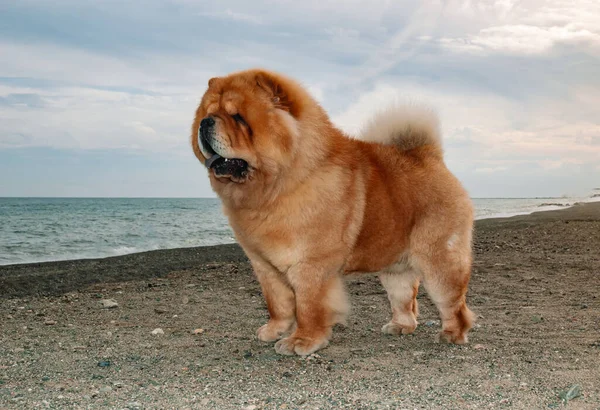Chow Chow Purebred Dog Brown Color Male Standing Thew Sand — Stock Photo, Image