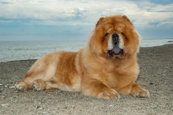 Chow Chow Purebred Dog Brown Color Male Lying Thew Sand — Stock Photo, Image