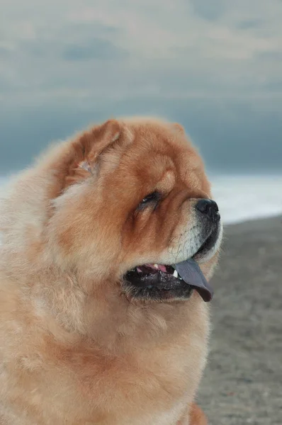 Chow Chow Reinrassige Hund Braune Farbe Männchen Kopf Porträt Auf — Stockfoto