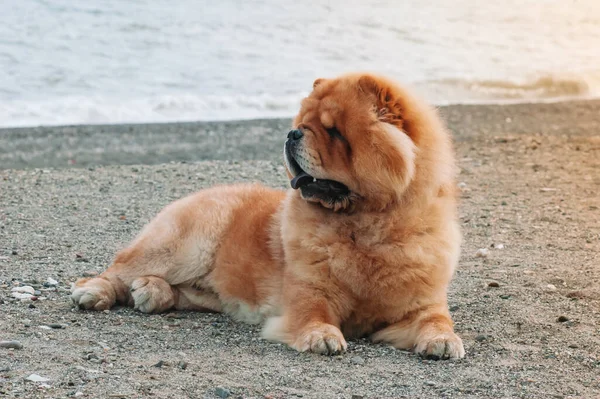 Chow chow chow safkan köpek kahverengi erkek deniz kenarındaki kumda yatıyor.