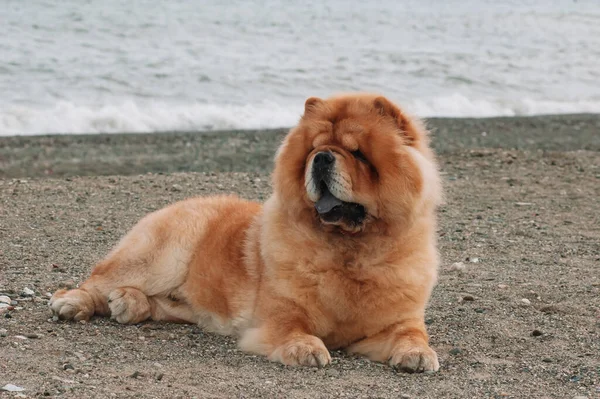 Chow Chow Purebred Dog Brown Color Male Lying Thew Sand — Stock Photo, Image