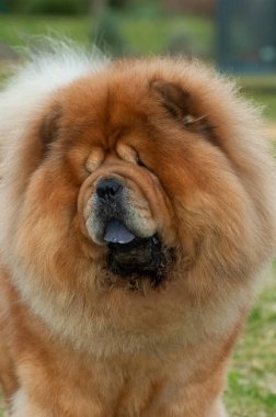 Chow chow chow safkan köpek kahverengi erkek portresi çimenlerin üzerinde