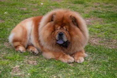Chow chow chow safkan köpek kahverengi renkli çimenlerin üzerinde yatıyor.