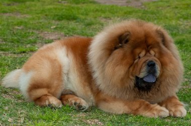Chow chow chow safkan köpek kahverengi renkli çimenlerin üzerinde yatıyor.
