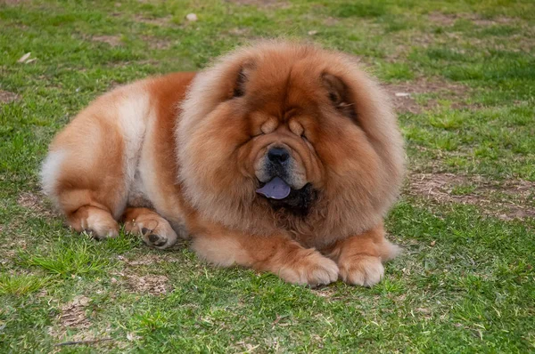 Chow Chow Fajtiszta Kutya Barna Színű Feküdt Füvön — Stock Fotó