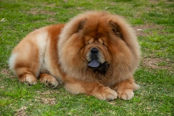 Chow Chow Cão Raça Pura Cor Marrom Deitado Grama — Fotografia de Stock