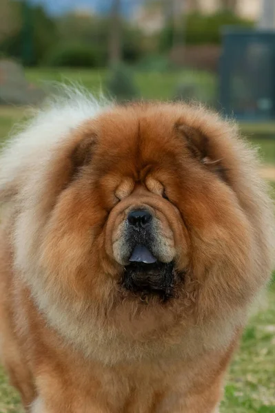 Chow Chow Pura Raza Perro Marrón Color Macho Cabeza Retrato —  Fotos de Stock