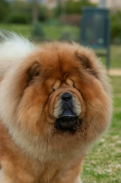 Chow Chow Purebred Dog Brown Color Male Head Portrait Grass — Stock Photo, Image