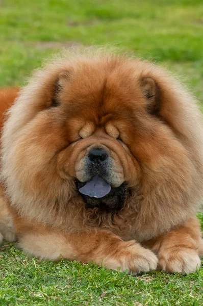 Chow chow chow safkan köpek kahverengi renkli çimenlerin üzerinde yatıyor.