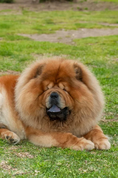 Chow Chow Purebred Dog Brown Color Lying Grass — Stock Photo, Image