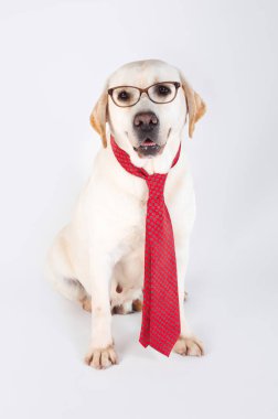 Labrador av köpeği sarı safkan köpek. Stüdyoda oturan kravat ve gözlüklü.