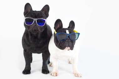 İki Fransız buldogu, güneş gözlükleriyle ayakta duran safkan bir köpek.