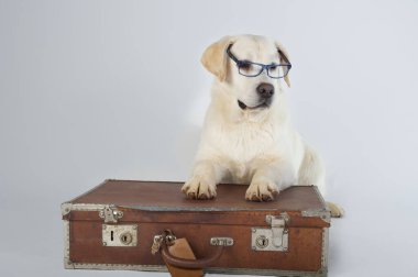 Saf labrador av köpeği yavrusu. Stüdyonun beyaz arka planında gözlüklü bir çantada yatıyor.