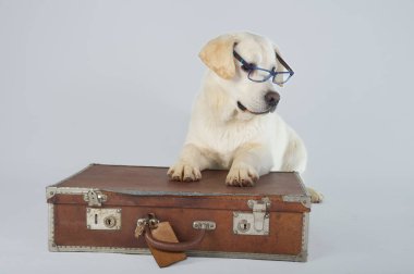 Saf labrador av köpeği yavrusu stüdyoda gözlüklü bir çantada yatıyor.