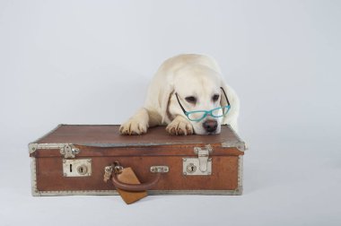 Saf labrador av köpeği yavrusu stüdyoda gözlüklü bir çantada yatıyor.