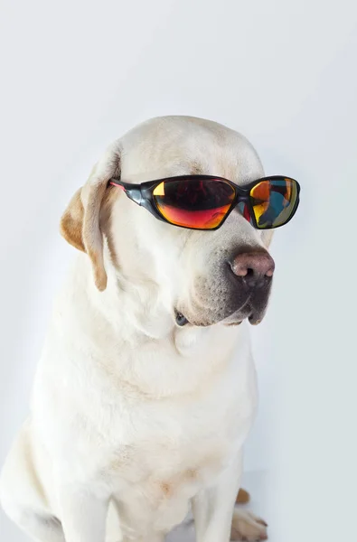 Labrador Retriever Cão Raça Pura Amarelo Com Óculos Sol Lenço — Fotografia de Stock