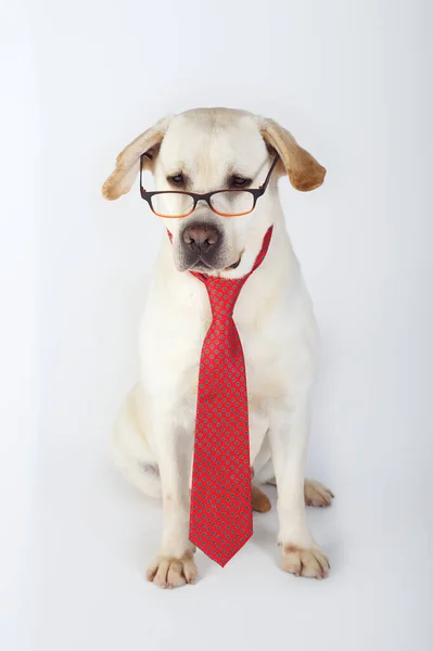 Labrador Retriever Żółty Rasowy Pies Krawatem Okularami Siedzący Studio — Zdjęcie stockowe