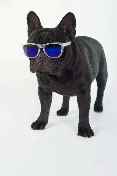 Französische Bulldogge Reinrassig Schwarz Mit Sonnenbrille — Stockfoto