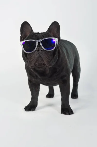 Francuski Buldog Rasowy Czarny Pies Stojący Okularach Przeciwsłonecznych — Zdjęcie stockowe