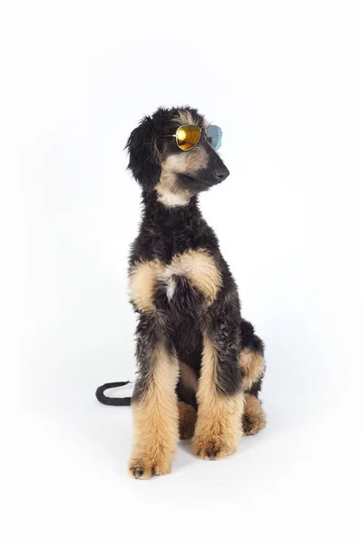Genç safkan Afgan av köpeği. Stüdyolarda güneş gözlüğü takıyor.
