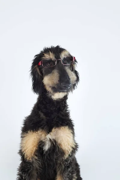 Mladý Čistokrevný Afghánec Pes Černá Barva Hnědé Nosí Brýle — Stock fotografie