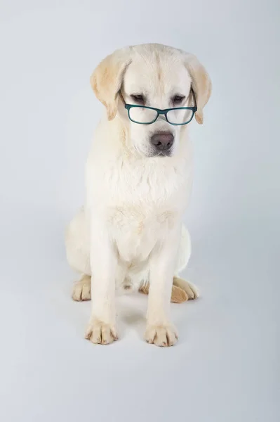 Saf Labrador Retriever Köpeği Stüdyoda Gözlüklü Oturuyor — Stok fotoğraf