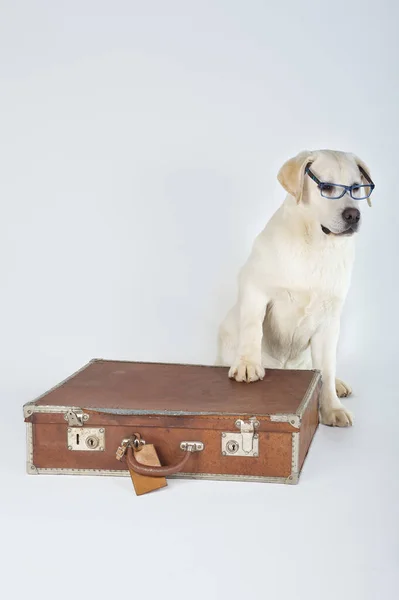 Czysty Labrador Retriever Pies Szczeniak Leżący Torbie Okularami Studio Białym — Zdjęcie stockowe