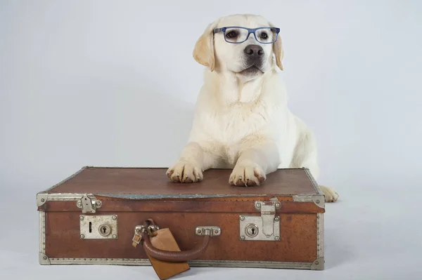Saf Labrador Köpeği Yavrusu Stüdyonun Beyaz Arka Planında Gözlüklü Bir — Stok fotoğraf
