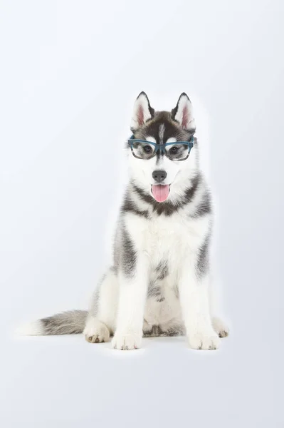 Siberiano Husky Cachorro Raza Pura Sentado Con Gafas Estudio —  Fotos de Stock