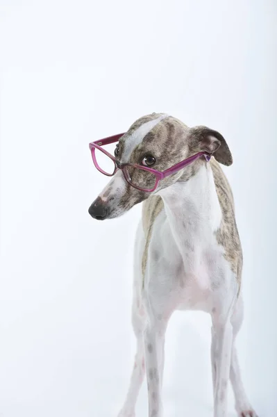 Köpek Tazısı Portresi Beyaz Arkaplan Çalışma Odasında Yeşil Çerçeveli Gözlüklerle — Stok fotoğraf