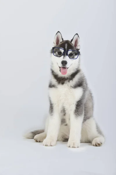 Siberian Husky Renrasiga Hund Valp Sittande Med Glasögon Studio — Stockfoto