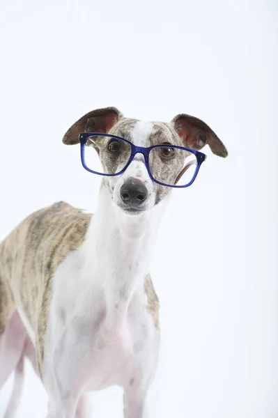 Köpek Tazısı Portresi Beyaz Arkaplan Çalışma Odasında Yeşil Çerçeveli Gözlüklerle — Stok fotoğraf