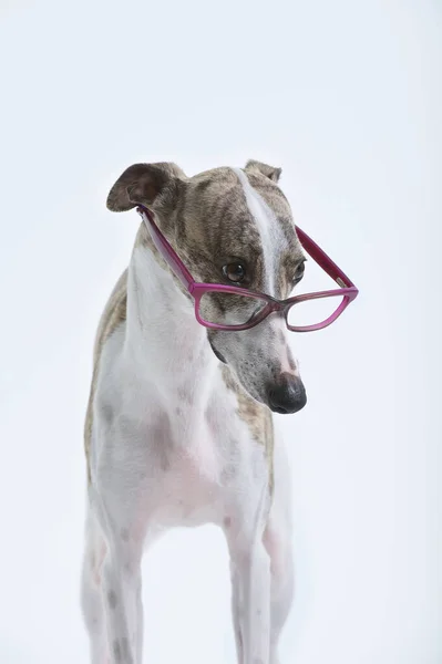 Πορτραίτο Σκύλου Λαγωνικό Κοιτάζοντας Προσεκτικά Γυαλιά Του Πράσινου Πλαισίου Μελέτη — Φωτογραφία Αρχείου