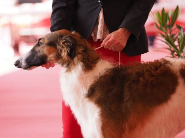 Borzoi kafa, kahverengi ve beyaz Rus tazı ve sahibi şovda.