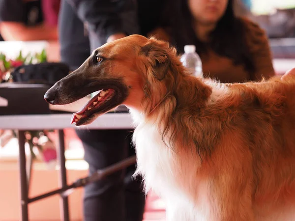 Borzoi kafa, kahverengi ve beyaz Rus tazı ve sahibi şovda.