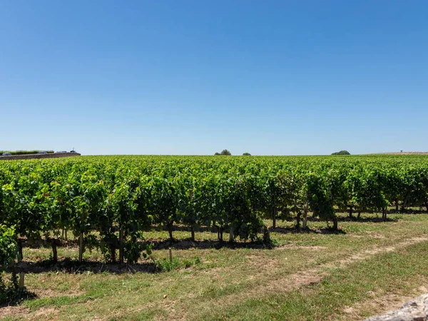 Vineyard Landscape Saint Emilion Region Bordeaux France — Fotografia de Stock