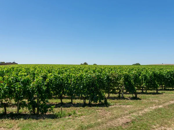 Vineyard Landscape Saint Emilion Region Bordeaux France — Stockfoto