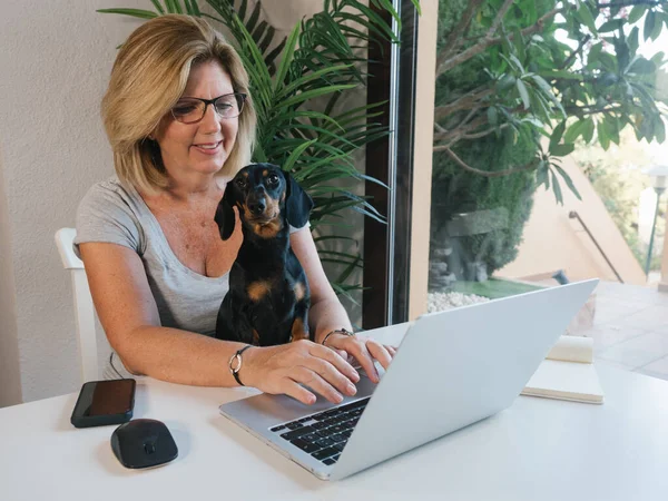 Kafkasyalı olgun kadın evde bilgisayar ve Dachshund köpeği ile çalışıyor.