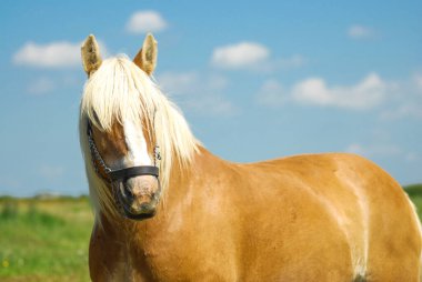Danimarka Jutland Atı çayırlarda özgürce otluyor.