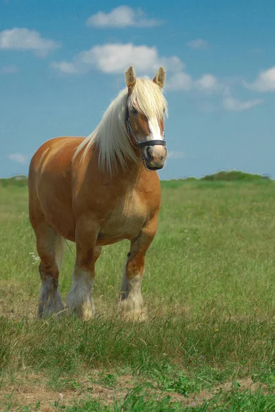 Koń Duńskiej Rasy Jutlandzkiej Wolny Wypasu Łące — Zdjęcie stockowe