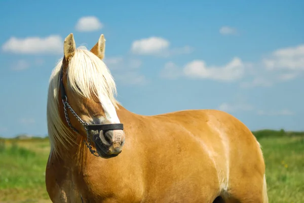 Häst Den Danska Jylland Rasen Betar Fritt Ängen — Stockfoto