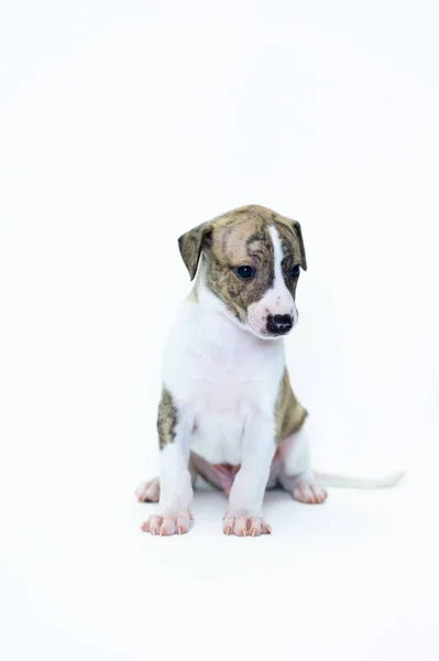 Brindle Whippet Blanco Cachorro Sentado — Foto de Stock