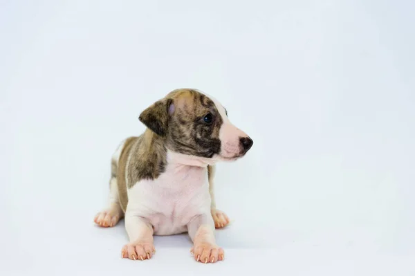 Brindle Chiot Whippet Blanc Assis — Photo