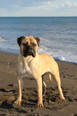 Bullmastiff safkan köpeği kumsalda duruyor.