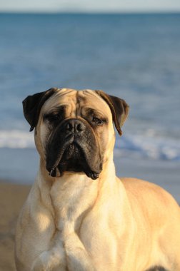 Bullmastiff safkan köpeği kumsalda duruyor.