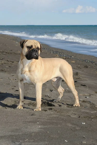 Бульмастиф Чистокровная Собака Стоящая Песке Пляже — стоковое фото